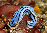 Chromodoris lochi (Loch's Chromodoris)