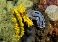 Chromodoris willani (Willan's Chromodoris)