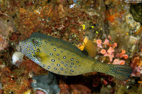 Ostracion cubicum (Yellow Boxfish)