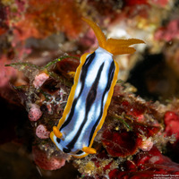 Chromodoris strigata (Streaked Chromodoris)