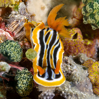 Chromodoris colemani (Coleman's Chromodoris)