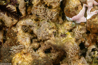 Phyllodesmium briareum (Yellow-Tipped Phyllodesmium)