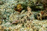 Corythoichthys haematopterus (Reeftop Pipefish)