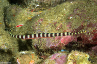 Dunckerocampus dactyliophorus (Ringed Pipefish)