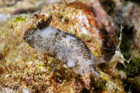 Jorunna funebris (Mourning Jorunna)