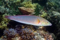 Hologymnosus doliatus (Pastel Ring Wrasse)