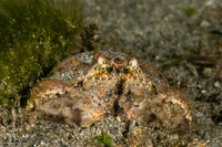 Calappa liaoi (Ocellated Box Crab)
