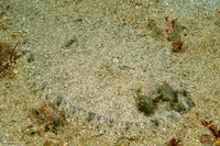 Bothus pantherinus (Panther Flounder)