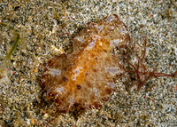 Discodoris cebuensis (Cebu Discodoris)