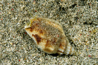 Canarium erythrinum (Lavender-Mouth Conch)