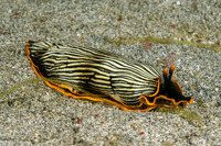 Armina sp.1 (Orange-Margined Armina)