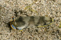 Armina semperi (Semper's Armina)