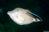 Cantherhines fronticinctus (Spectacled Filefish)