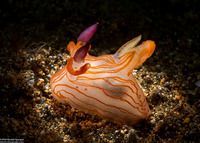 Thecacera sp.2 (Orange-Lined Thecacera)