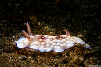 Goniobranchus hintuanensis (Goniobranchus Hintuanensis)