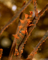 Miropandalus hardingi (Dragon Shrimp)