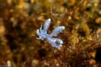 Phyllodesmium magnum (Great Phyllodesmium)