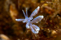 Phyllodesmium magnum (Great Phyllodesmium)