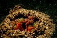 Lysiosquilla lisa (Lisa's Mantis Shrimp)