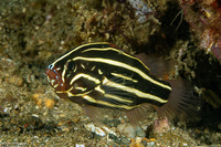 Grammistes sexlineatus (Six-Lined Soapfish)