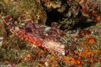 Scorpaenopsis oxycephala (Tasseled Scorpionfish)