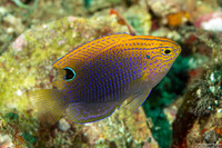 Pomacentrus vaiuli (Princess Damsel)
