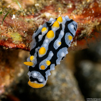 Phyllidia exquisita (Exquisite Phyllidia)