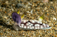 Goniobranchus geometricus (Geometric Chromodoris)
