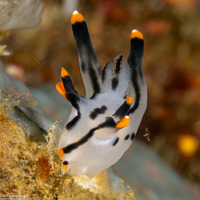 Thecacera picta (Painted Thecacera)