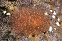 Asteronotus mimeticus (Mimic Asteronotus)