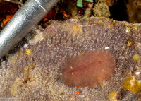 Asteronotus mimeticus (Mimic Asteronotus)