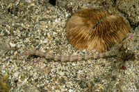 Corythoichthys haematopterus (Reeftop Pipefish)