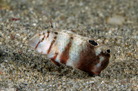 Iniistius aneitensis (Whitepatch Razorfish)