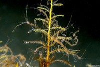 Caprella sp.1 (Skeleton Shrimp)
