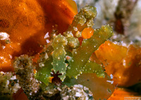 Lobiger sp.1 (White-Spotted Lobiger)