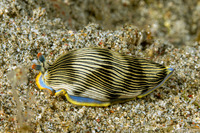 Armina semperi (Semper's Armina)