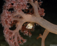 Acreichthys radiatus (Radial Filefish)