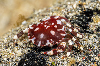 Lissocarcinus orbicularis (Sea Cucumber Crab)