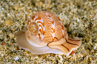 Tanea undulata (Undulate Moon Snail)