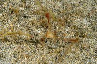 Achaeus sp.1 (Achaeus sp.1)