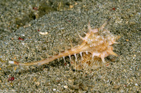 Murex ternispina (Tipped Murex)
