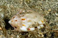 Order Mysida (Mysids)