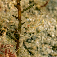 Caprella sp.1 (Skeleton Shrimp)