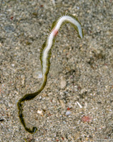 Phyllodocidae sp.1 (Phyllodocidae sp.1)