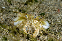 Dardanus woodmasoni (Woodmason's Hermit Crab)