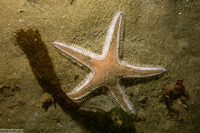 Astropecten armatus (Spiny Sand Star)