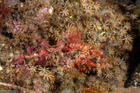 Scorpaenopsis venosa (Raggy Scorpionfish)