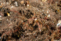 Achaeus sp.1 (Achaeus sp.1)