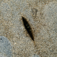 Pinna muricata (Prickly Penshell)