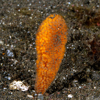 Phycopsis fusiformis (Phycopsis Fusiformis)